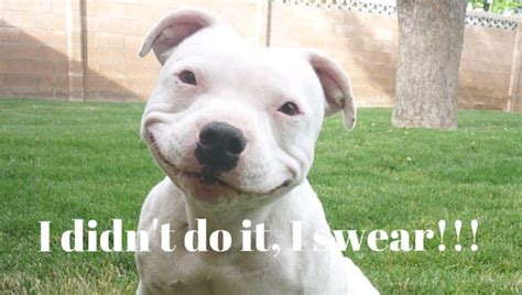 10 Reasons Staffordshire Bull Terriers Are The Worst Breed