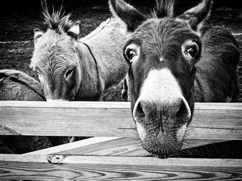 Donkey In Stable The Donkey Breed Society