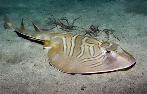 10 Most Weird Looking Sea Creatures