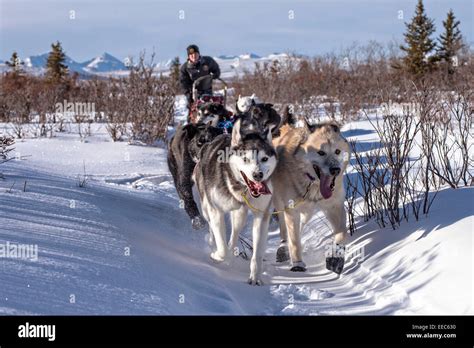 Dog Sled Alaska Denali National Park Hi Res Stock Photography And