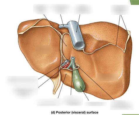 Anatomy Of Liver Posterior Label Diagram Quizlet