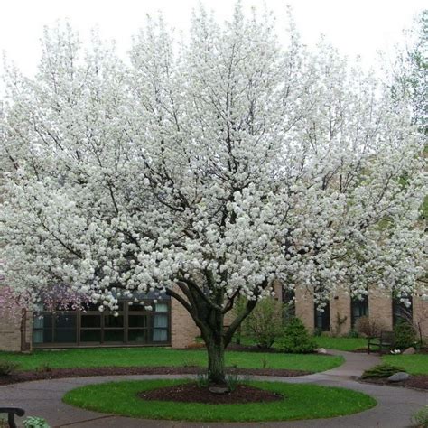 Flowering Pear Trees For Sale Cleveland Pear Tree Cleveland Pear