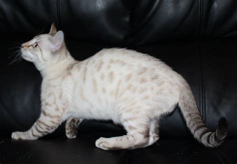 Adabel Snow Bengals Bengal Cat Breeder Adelaide South Australia