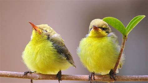 Two Little Birds On A Branch