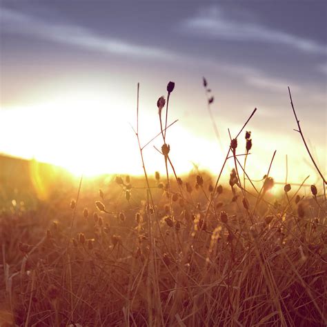 Field Of Dry Grass At Sunset Photograph By Fran Velasco Pixels