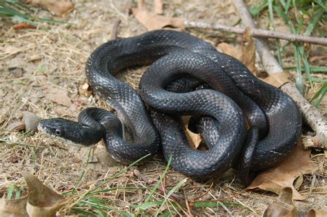 See A Snake Outdoors Nc Wildlife Commission Offers Advice The Grey