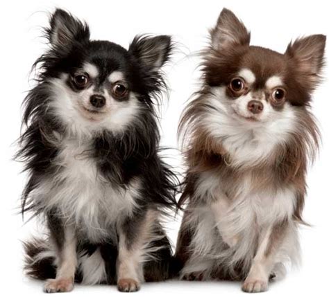 Cute chihuahua dog is getting her annual vet check up by a kind female doctor or vet technician. All List Of Different Dogs Breeds: Small Dog Breeds ...