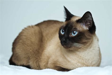43 HQ Photos Flame Point Siamese Cat Long Hair Interesting Facts