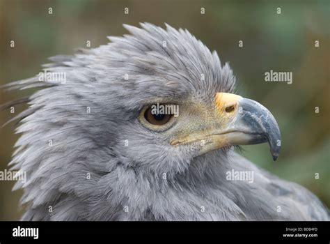 Crowned Solitary Eagle Harpyhaliaetus Coronatus Stock Photo Alamy