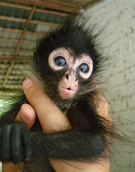 Los Ejemplares De Monos Más Adorables De Todo El Reino Animal ¡lo Más