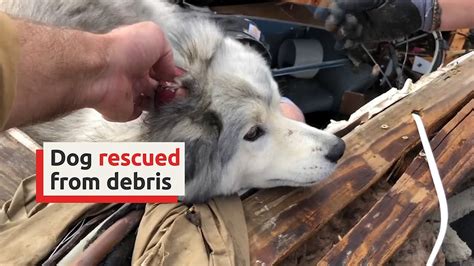 Dog Rescued From Tornado Damaged Home In Alabama Sbs News