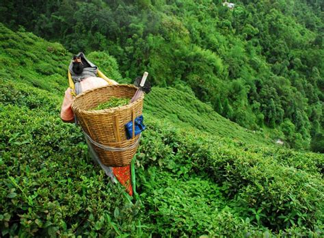 What Is A Tea Plantation With Pictures
