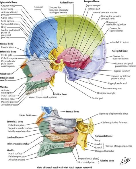 Netter Head And Neck Anatomy