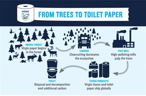 Americans Excessive Toilet Paper Use Is Wiping Out Canadian Forests News