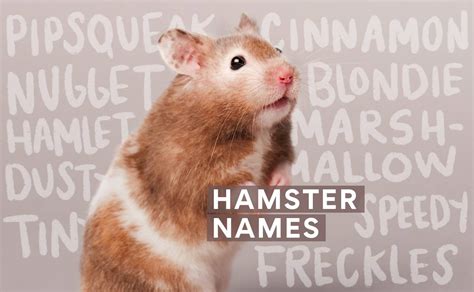 Get Creative With Your Hamster Names Fun Ideas And Inspiration Hamsteric