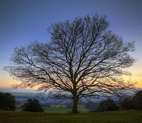 Single Bare Winter Tree Against Vibrant Sunset Photograph By Matthew Gibson