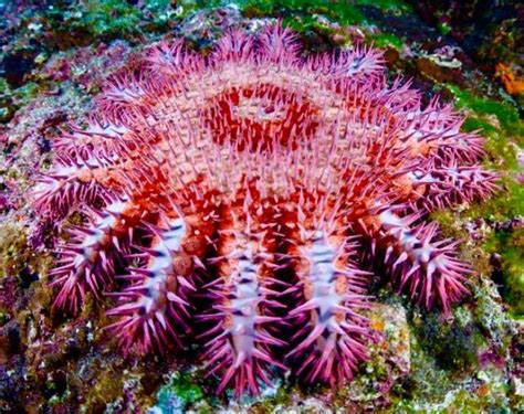 Crown Of Thorns Starfish Weird Sea Creatures Beautiful Sea Creatures