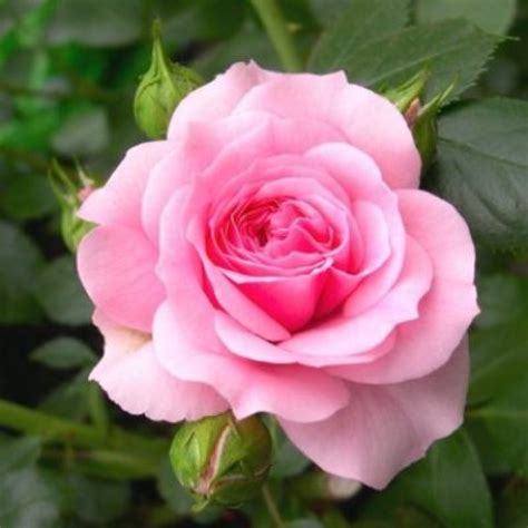 Rose Baby Pink Plant Desouzaplantnursery