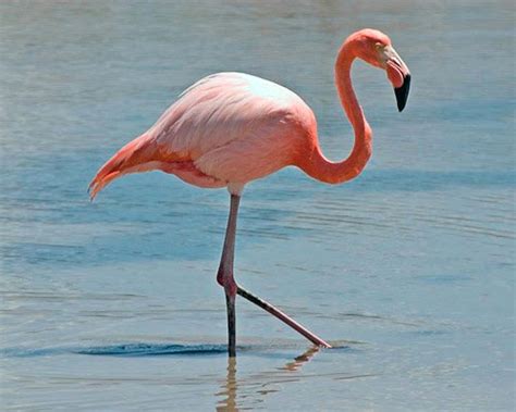 Great unique gift ideas for bird lovers and flamingo fanatics. Flamingo | animalstodraw
