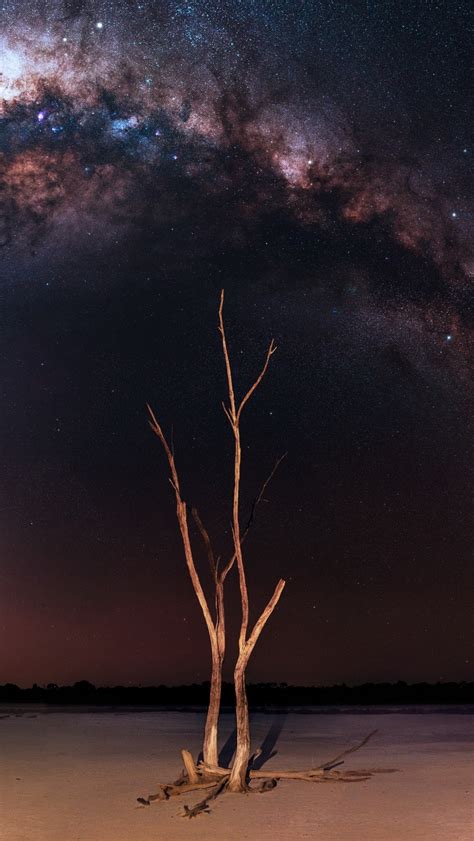1082x1920 Milky Way Night And Bare Trees 1082x1920 Resolution Wallpaper