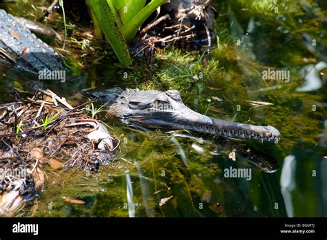 Estuarine Crocodile In Borneo Stock Photo Alamy