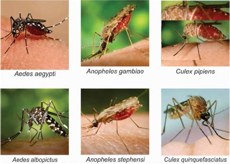 Identification Of Some Mosquito Species Download Scientific Diagram