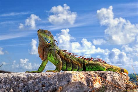 Iguana Hd Wallpapers And Images High Definition All Hd Wallpapers