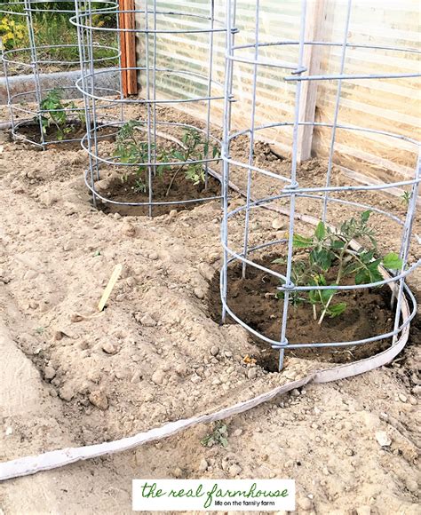 More images for how much space do tomatoes need to grow » 3 things you need to know about growing tomatoes that ...