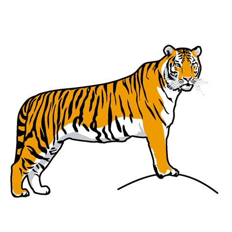 Gambar Tiger Clip Art Clker Vector Online Royalty Gambar Harimau