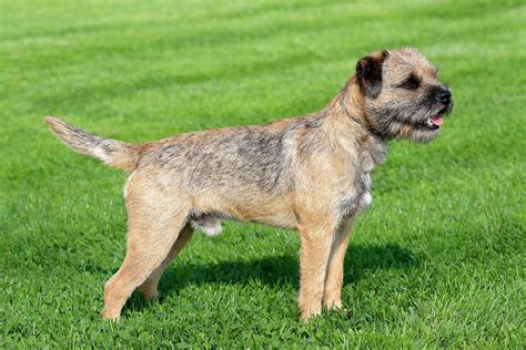 Border Terrier Dog Breed Facts And Information Wag Dog Walking