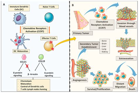Function, proteins, disorders, pathways, orthologs, and expression. Cancers | Free Full-Text | The Role of CCL21/CCR7 ...