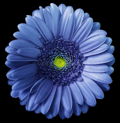 Blue Gerbera Flower On A White Isolated Background With Clipping Path