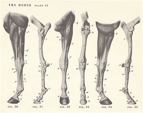 Vintage Horse Leg Anatomy Illustration Book Page Etsy Horse Anatomy