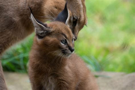 Whats A Caracal Kitten Cute Kval