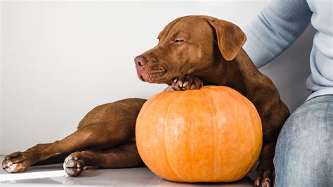 Feeding Pumpkin For Dogs Upset Stomach Diarrhea And Digestive Health