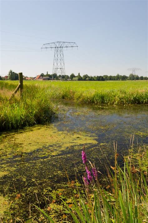 Dutch Landscape In Friesland Stock Image Image Of Plant Water 26029247