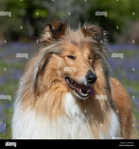 Lassie Hi Res Stock Photography And Images Alamy