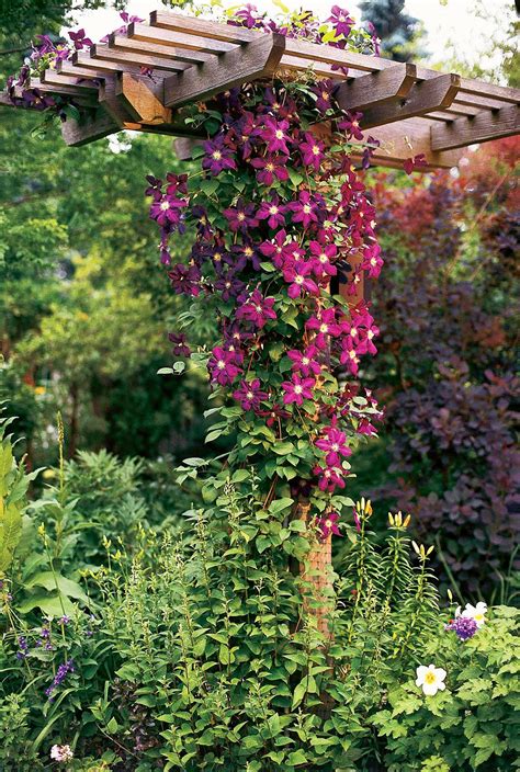 Few Vines Offer The Versatility Of Climbing Clematis There Are