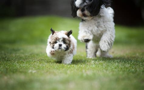 Download Wallpapers Shih Tzu Curly White Puppy Running