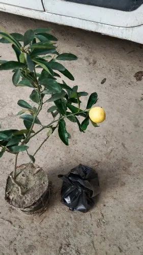Well Watered Green Sweet Lemon Plant At Rs 52plant In Baghpat Id