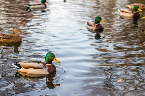 Ducks Mallards Lake Free Photo On Pixabay Pixabay