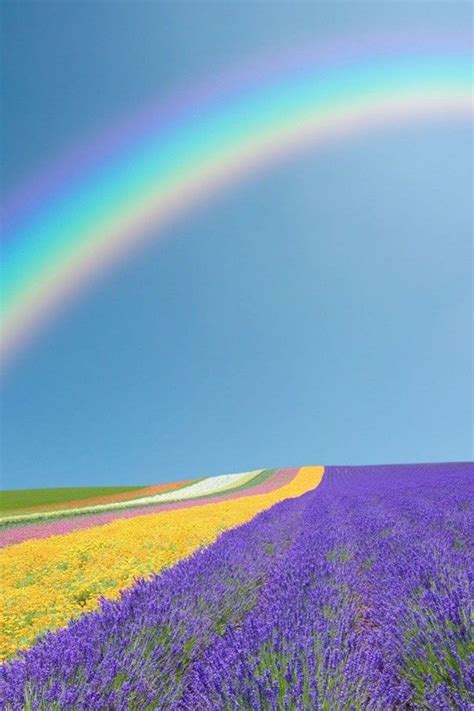 Rainbow Above The Flower Field Beautiful World Beautiful Places