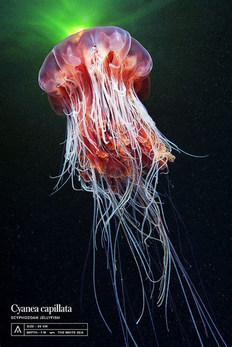 Cyanea Capillata Jellyfish Photography Jellyfish Underwater Ocean