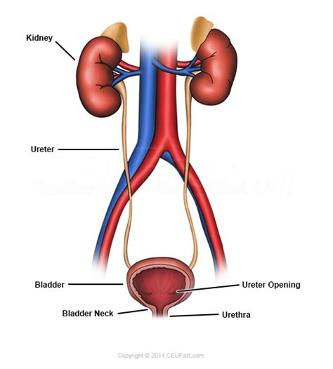 Know How Excretory System Works Here New Health Advisor