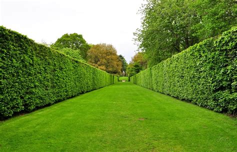 19 Different Types Of Tree Hedges Home Stratosphere