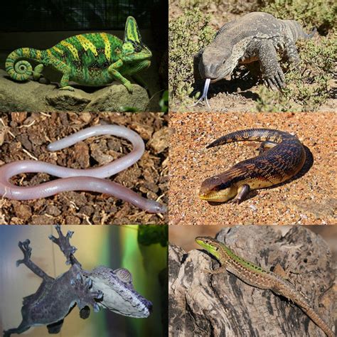12 Species Of Lizards Found In Virginia Nature Blog Network