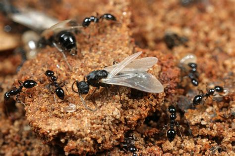 If a large nest is disturbed, the ants can if the ant species stings like fire ants do, the winged fire ants can still do the same. How long do ants live