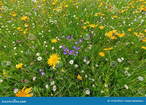 Variety Of Bright Wild Flowers In An Alpine Meadow In The Italian Alps