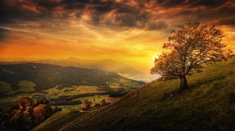 Top 168 Lonely Tree Wallpaper