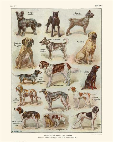Dogs Breeds Vintage Print 1 Dogs Poster Dogs Art Dog Picture Dogs